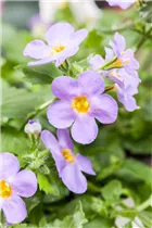  - Sutera grandiflora