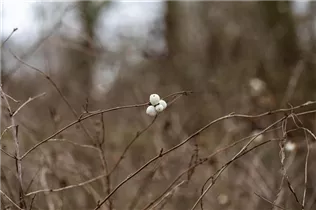 - Symphoricarpos albus  - Symphoricarpos albus