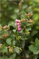  - Symphoricarpos x doorenbosii, rosa