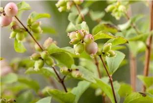 - Symphoricarpos x doorenbosii 'Magic Berry'  - Symphoricarpos x doorenbosii 'Magic Berry'