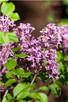 - Syringa meyeri 'Palibin'  - Syringa meyeri 'Palibin'