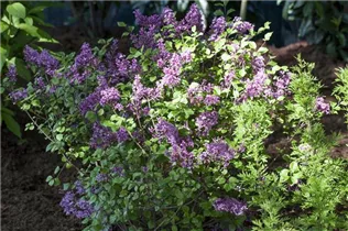 - Syringa meyeri 'Palibin'  - Syringa meyeri 'Palibin'