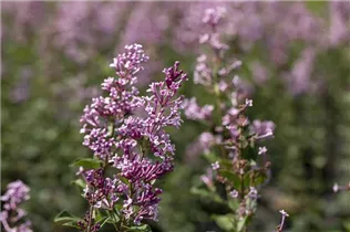  - Syringa meyeri