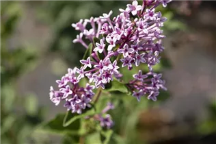  - Syringa meyeri