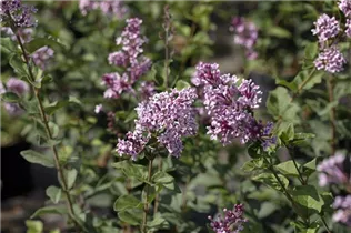  - Syringa meyeri