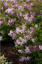 - Syringa meyeri 'Palibin'  - Syringa meyeri 'Palibin'