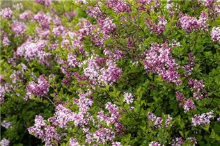- Syringa meyeri 'Palibin'  - Syringa meyeri 'Palibin'