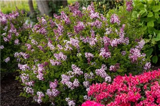 - Syringa meyeri 'Palibin'  - Syringa meyeri 'Palibin'