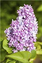 - Syringa vulgaris  - Syringa vulgaris