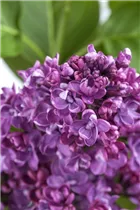 - Syringa vulgaris  - Syringa vulgaris