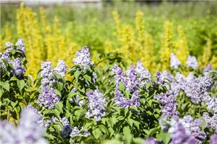 - Syringa vulgaris  - Syringa vulgaris