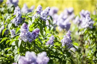 - Syringa vulgaris  - Syringa vulgaris