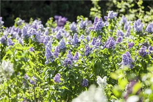 - Syringa vulgaris  - Syringa vulgaris