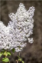 - Syringa vulgaris  - Syringa vulgaris