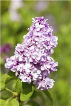 - Syringa vulgaris  - Syringa vulgaris