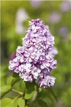 - Syringa vulgaris  - Syringa vulgaris