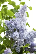 - Syringa vulgaris  - Syringa vulgaris