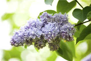 - Syringa vulgaris  - Syringa vulgaris