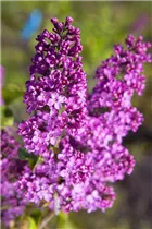  - Syringa vulgaris, rosa