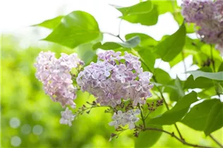  - Syringa vulgaris, rosa