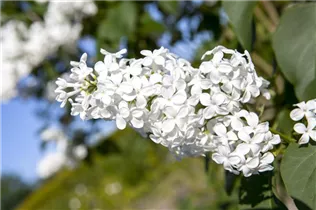  - Syringa vulgaris, weiß