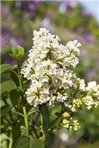  - Syringa vulgaris, weiß