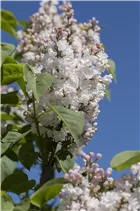  - Syringa vulgaris 'Miss Ellen Willmott'
