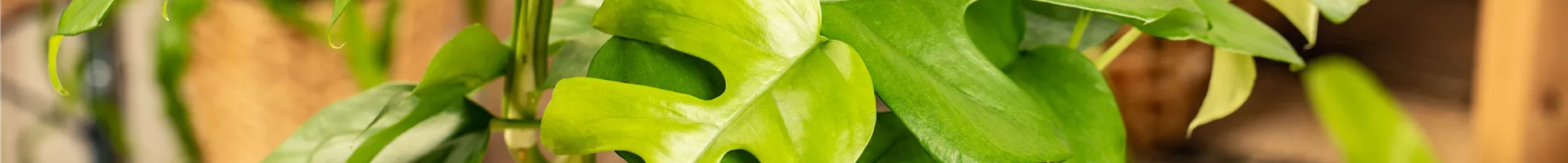 Monstera deliciosa Monstera deliciosa