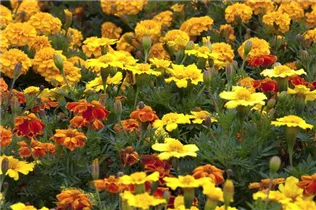 - Tagetes erecta  - Tagetes erecta