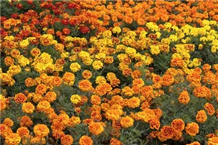  - Tagetes patula