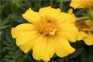  - Tagetes patula
