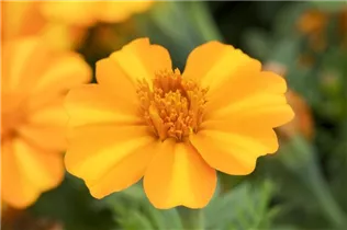  - Tagetes patula