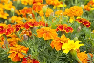  - Tagetes patula