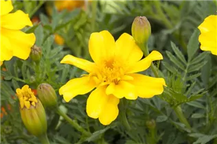  - Tagetes patula