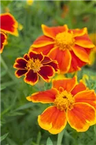  - Tagetes patula
