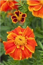  - Tagetes patula