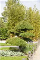  - Taxus baccata