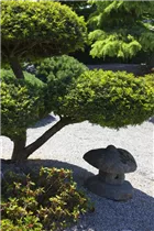  - Taxus baccata