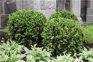 - Taxus x media  - Taxus x media