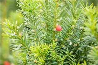  - Taxus x media 'Hicksii'