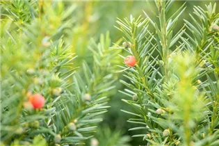  - Taxus x media 'Hicksii'