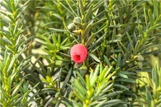  - Taxus x media 'Hicksii'