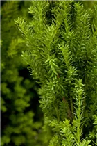  - Taxus x media 'Hillii'