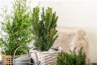  - Taxus x media 'Hillii'