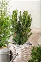  - Taxus x media 'Hillii'