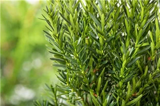  - Taxus x media 'Green Mountain'