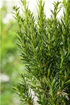  - Taxus x media 'Hillii'