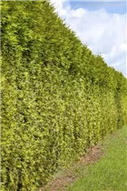  - Thuja occidentalis