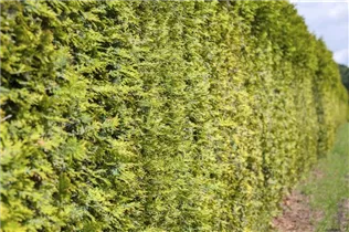  - Thuja occidentalis