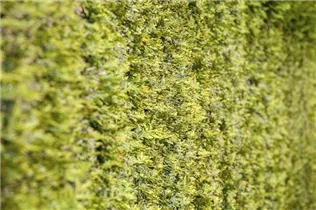  - Thuja occidentalis